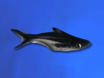 PANGASIUS BLACK
