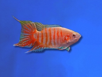 PARADISEFISH FIRE & ICE