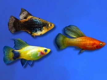 PLATY ASSORTED HI-FIN