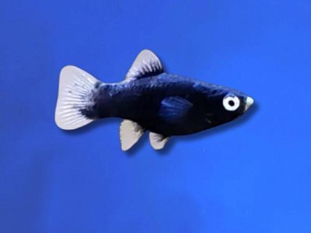PLATY BLACK