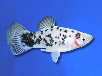 PLATY BLACK SPOTTED