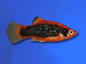 PLATY RED TUXEDO