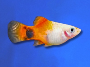 PLATY SUNSET MICKEY MOUSE