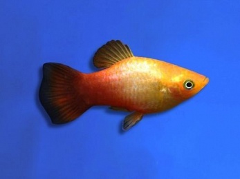 PLATY SUNSET