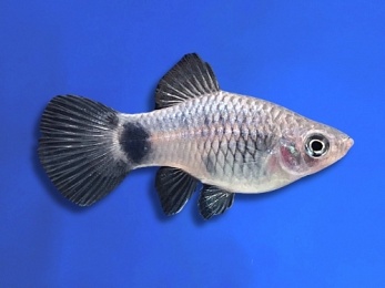 PLATY WHITE MICKEY MOUSE