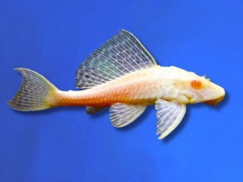 PLECO ALBINO