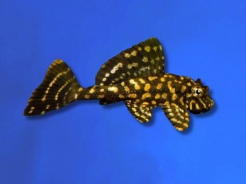 PLECO GOLD SPOT