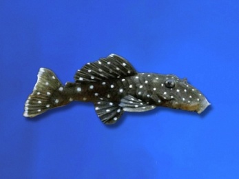 PLECO L-031 PEPPERMINT PARANCISTRUS NUDIVENTRIS 