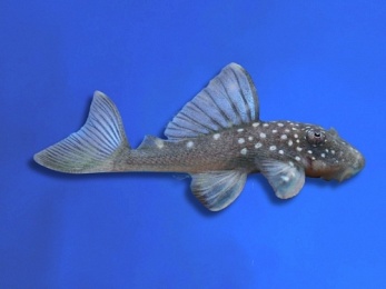 PLECO L-128 BLUE PHANTOM HEMIANCISTRUS SP.