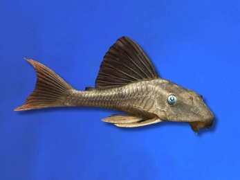 PLECO L-137 BLUE EYED RED FIN