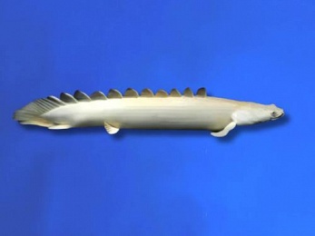 POLYPTERUS PLATINUM