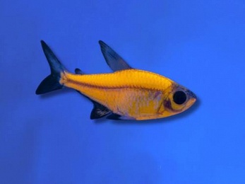 PRISTELLA GMO YELLOW CANARY