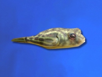 PUFFERFISH FAHAKA