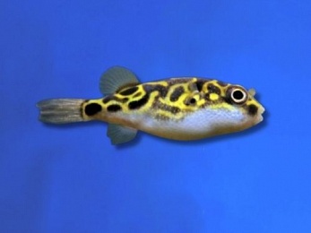 PUFFERFISH FIGURE 8