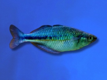 RAINBOWFISH BLUE KUTUBU