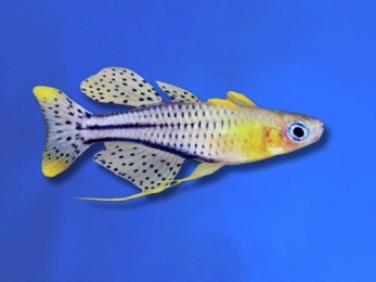 RAINBOWFISH GERTRUDES BUTTERFLY