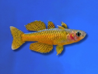 RAINBOWFISH PASKAI BLUE EYE