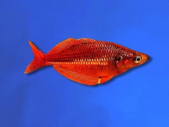 RAINBOWFISH RED BALLOON