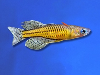 RAINBOWFISH TENELLUS BLUE EYE