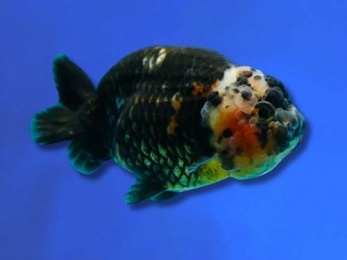 RANCHU CALICO