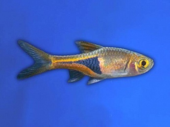 RASBORA ESPEI