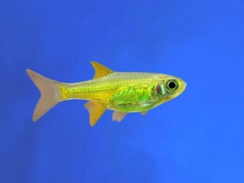 RASBORA MICRO KUBOTAI