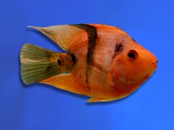 PARROT BLOOD RED & BLACK