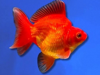 RYUKIN RED