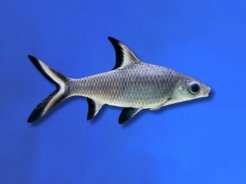 SHARK SILVER / BALA