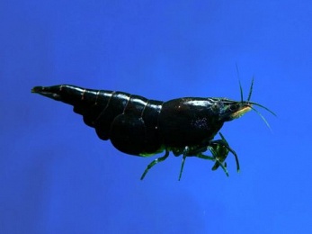 SHRIMP BLACK