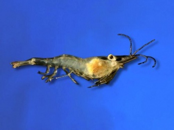 SHRIMP FEEDER (SOLD +/- 50PCS PER BAG)