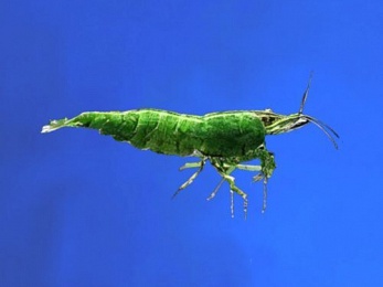 SHRIMP GREEN