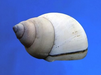 SNAIL WIZARD WHITE