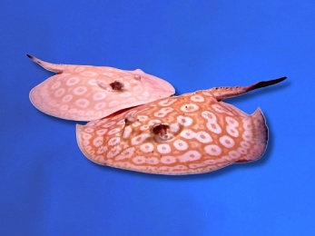 STINGRAY PEARL ALBINO - PAIR