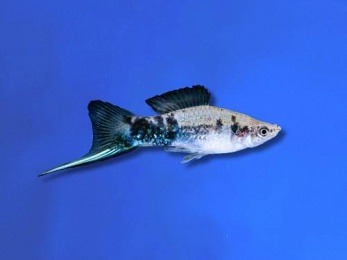 SWORDTAIL BLACK MARBLE
