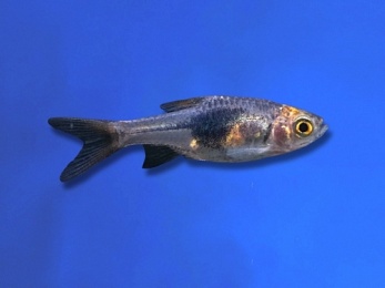 RASBORA HARLEQUIN PURPLE