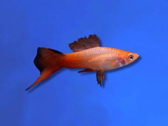 SWORDTAIL COMMET PINK