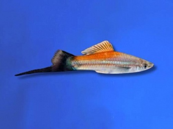 SWORDTAIL PINEAPPLE WAGTAIL