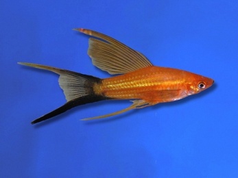 SWORDTAIL RED WAGTAIL HIFIN LYRETAIL