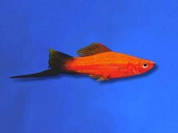 SWORDTAIL RED WAGTAIL