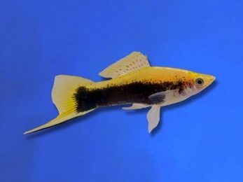 SWORDTAIL YELLOW TUXEDO