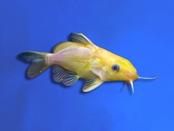 SYNODONTIS NIGRATA GOLDEN