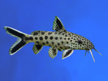 SYNODONTIS PETRICOLA 