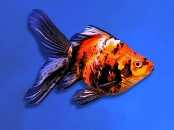 TAMASABA CALICO