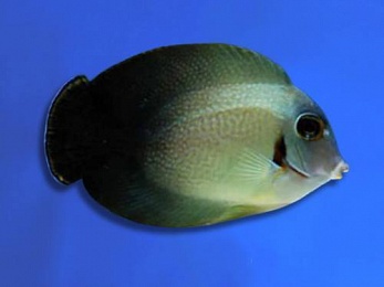 TANG MIMIC HALF BLACK (ACANTHURUS CHRONIXIS)