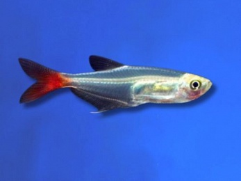 TETRA BLOODFIN