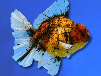 ORANDA TIGER KIRIN