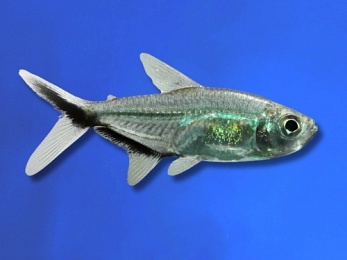 TETRA COSTAE GMO GREEN