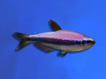 TETRA KERRI