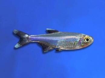TETRA BLUE KING